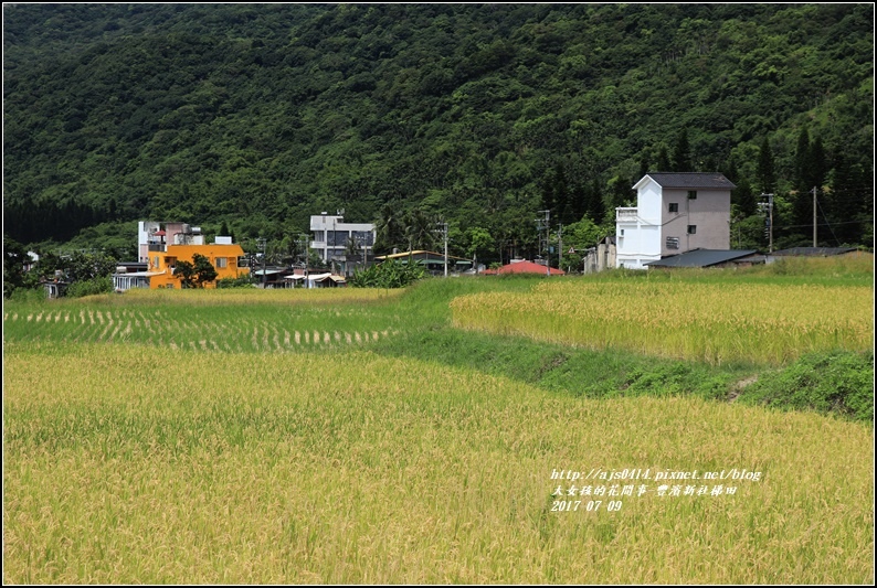 豐濱新社梯田-2017-07-02.jpg