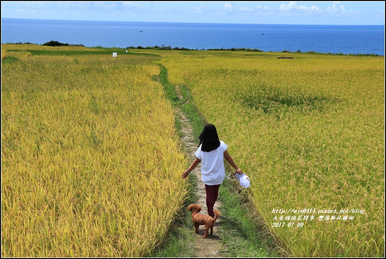 豐濱新社梯田-2017-07-06.jpg