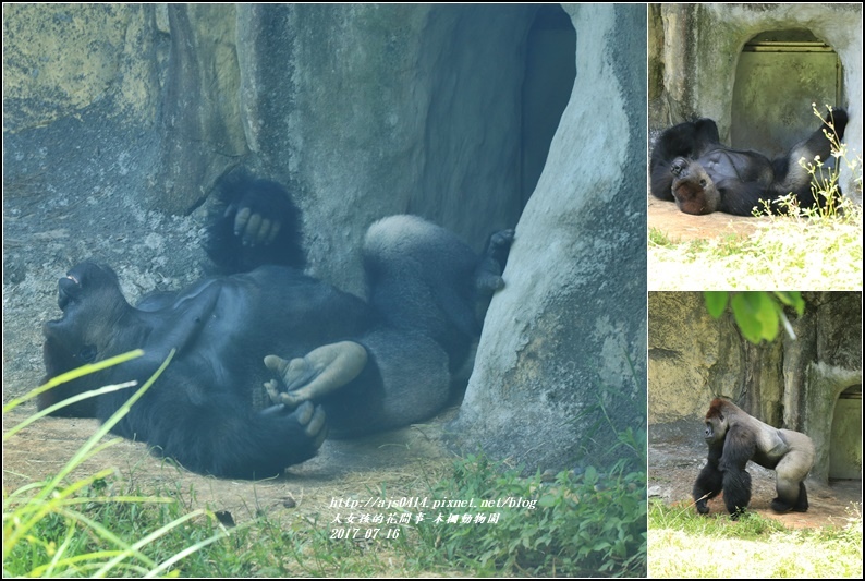 木柵動物園-2017-07-09.jpg