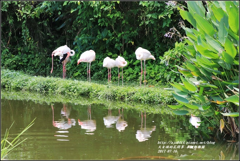 木柵動物園-2017-07-17.jpg