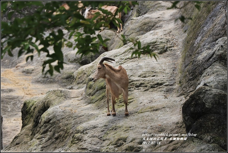 木柵動物園-2017-07-26.jpg