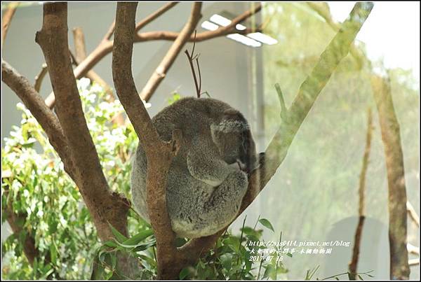 木柵動物園-2017-07-29.jpg