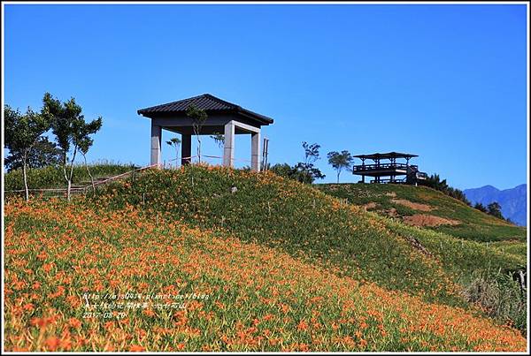 六十石山金針花-2017-08-11.jpg
