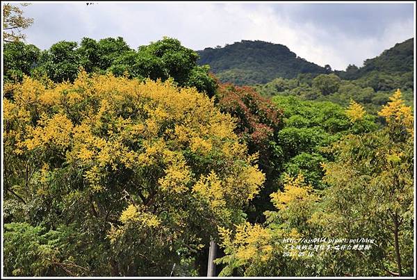 瑞祥溫泉路台灣欒樹-2017-09-13.jpg