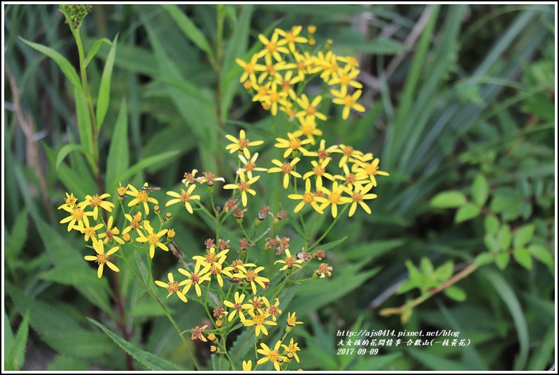 合歡山(一枝黃花)-2017-09-01.jpg