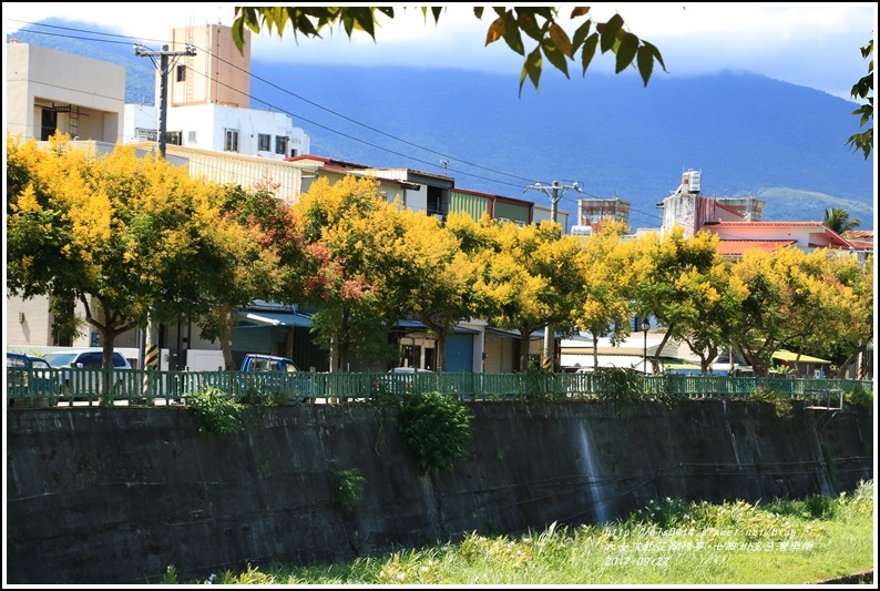 七腳川溪台灣欒樹-2017-09-15.jpg