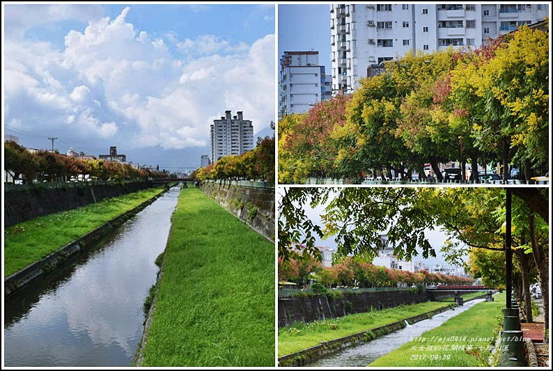 七腳川溪台灣欒樹-2017-09-18.jpg