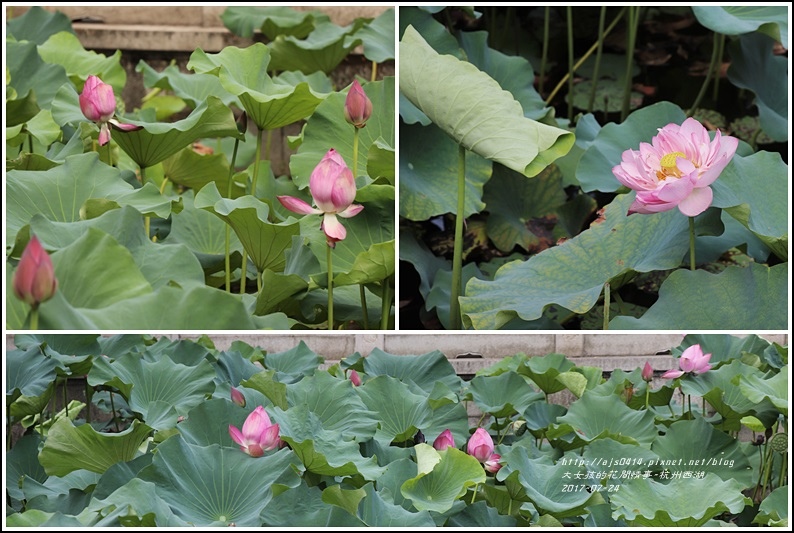 杭州西湖(浙江省)-2017-07-29.jpg 杭州西湖(浙江省)-2017-07-29.jpg