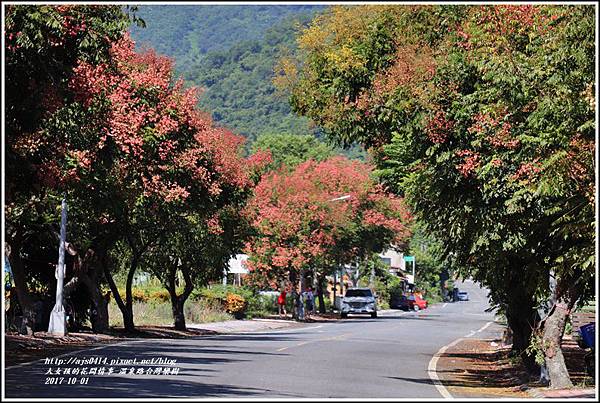 瑞穗溫泉路台灣欒樹-2017-10-03.jpg