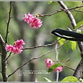 玉山緣櫻花休閒園區-2017-10-11.jpg