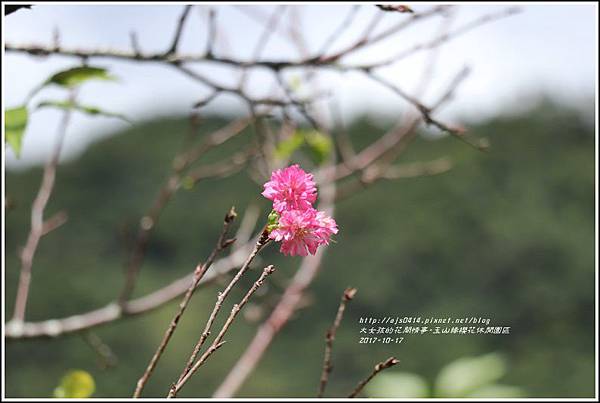 玉山緣櫻花休閒園區-2017-10-10.jpg