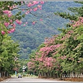 鳳林永豐路美人花-2017-11-03.jpg