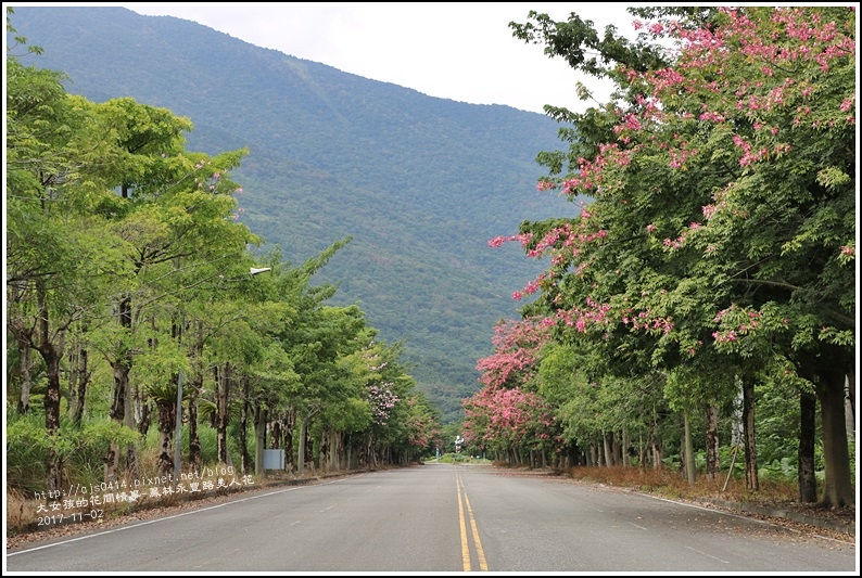 鳳林永豐路美人花-2017-11-04.jpg