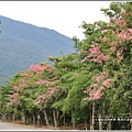 鳳林永豐路美人花-2017-11-07.jpg