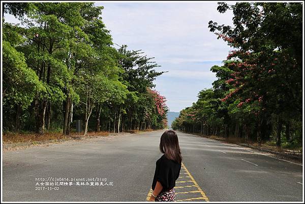 鳳林永豐路美人花-2017-11-14.jpg