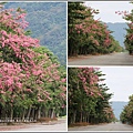 鳳林永豐路美人花-2017-11-24.jpg