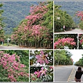 鳳林永豐路美人花-2017-11-25.jpg