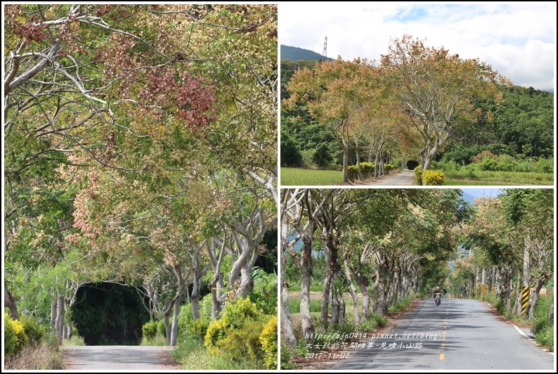 見晴台灣欒樹隧道-2017-11-07.jpg