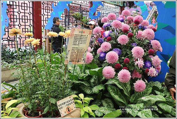 士林官邸菊花展-2017-12-63.jpg