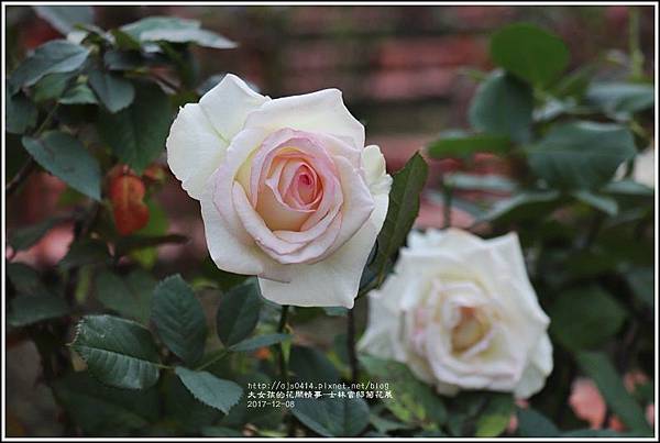 士林官邸菊花展(玫瑰園)-2017-12-13.jpg