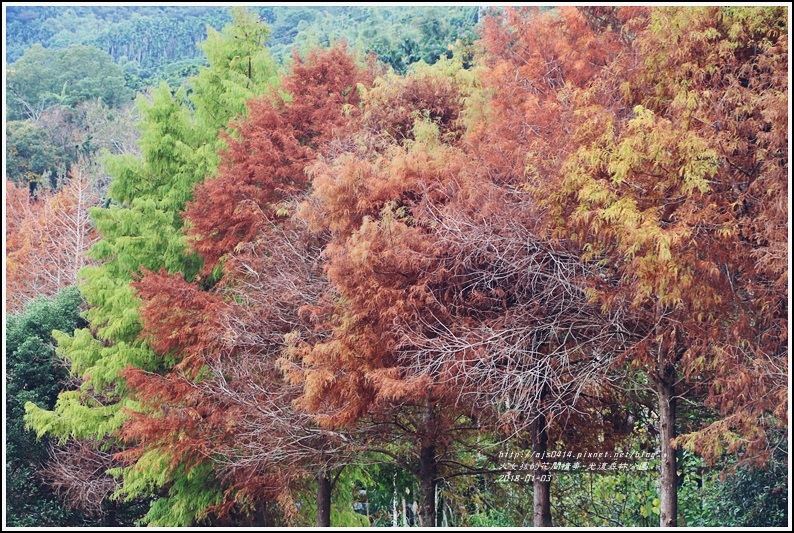 光復森林公園-2018-01-36.jpg 光復森林公園-2018-01-36.jpg
