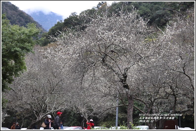 天祥梅園-2018-01-13.jpg