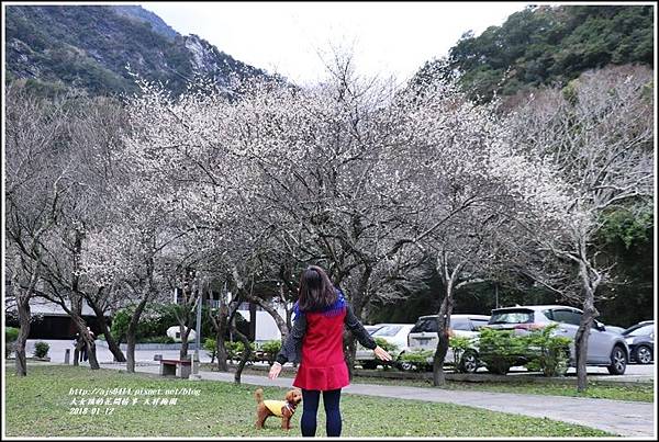 天祥梅園-2018-01-21.jpg