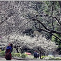 天祥梅園-2018-01-29.jpg