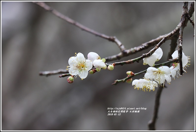 天祥梅園-2018-01-32.jpg