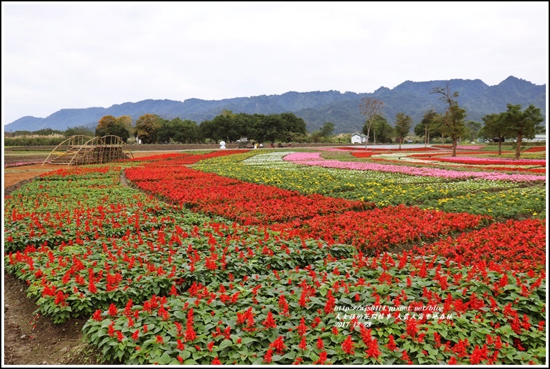 大農大富平地森林主題花海-2017-12-10.jpg