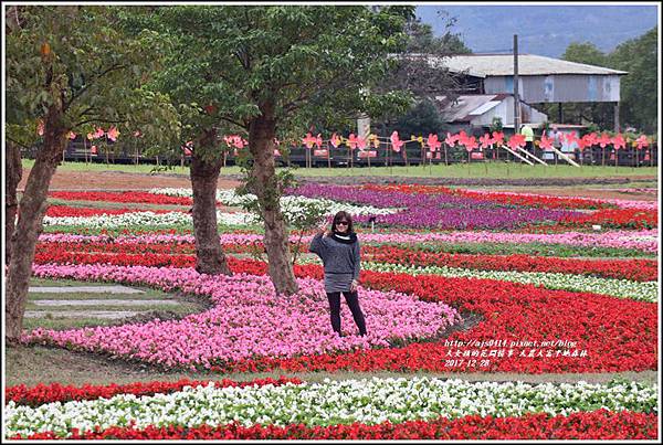 大農大富平地森林主題花海-2017-12-33.jpg