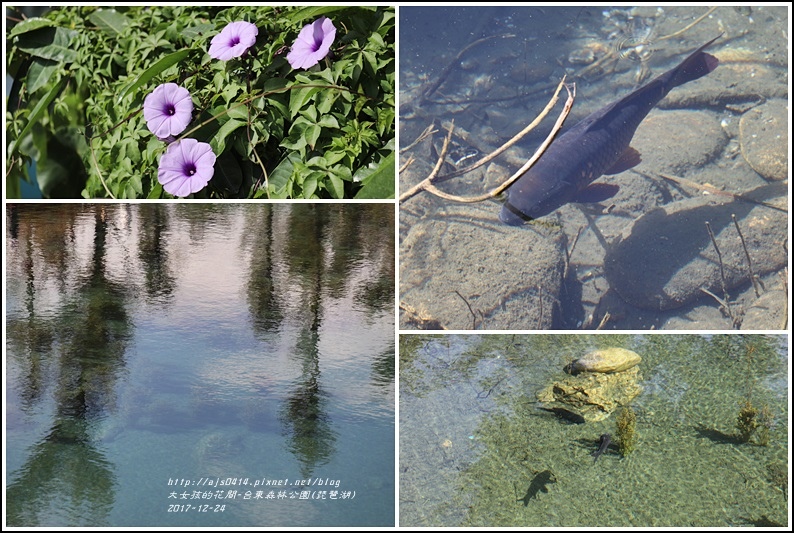 台東森林公園(琵琶湖)-2017-12-08.jpg