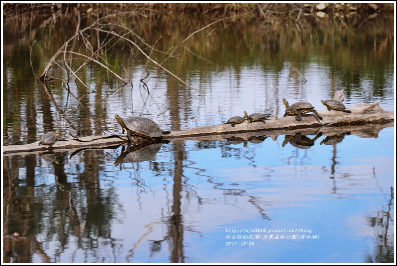 台東森林公園(活水湖)-2017-12-18.jpg 台東森林公園(活水湖)-2017-12-18.jpg