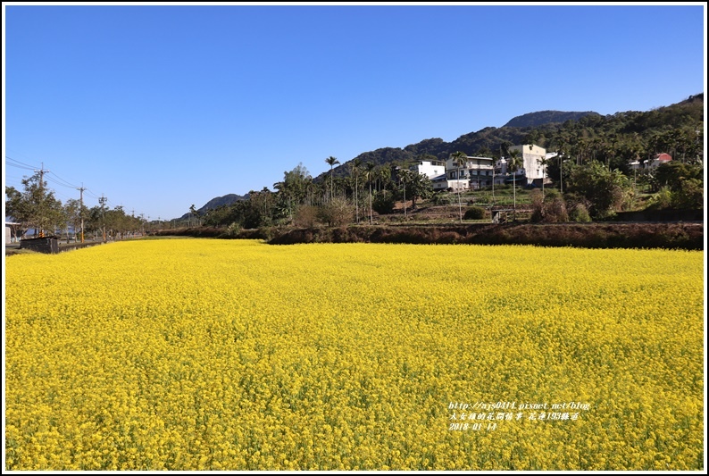 花蓮縣道193油菜花-2018-01-02.jpg