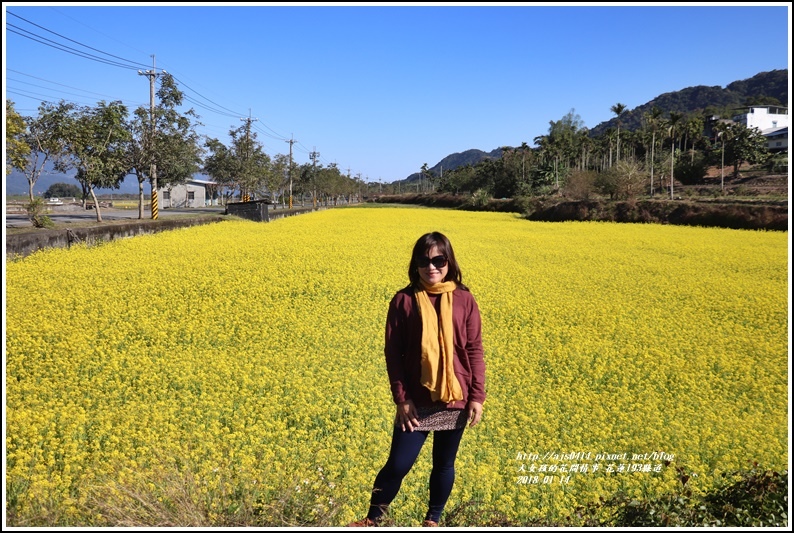 花蓮縣道193油菜花-2018-01-03.jpg