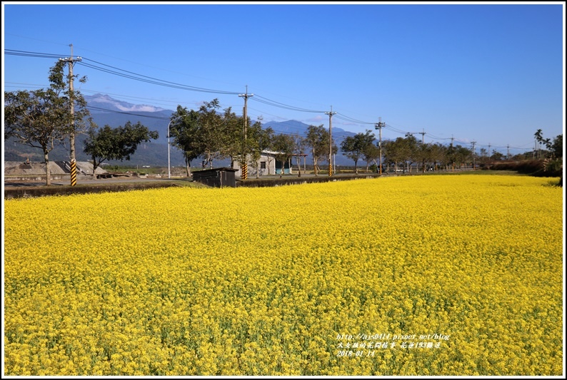 花蓮縣道193油菜花-2018-01-04.jpg