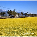 花蓮縣道193油菜花-2018-01-04.jpg