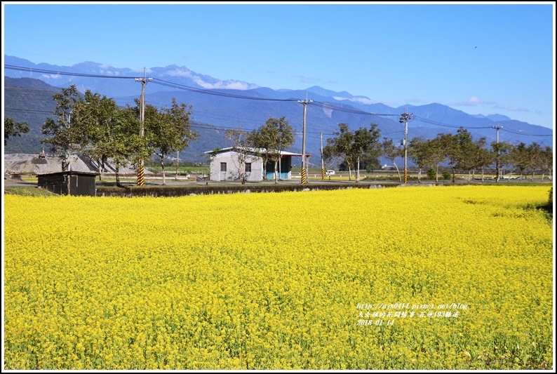 花蓮縣道193油菜花-2018-01-05.jpg