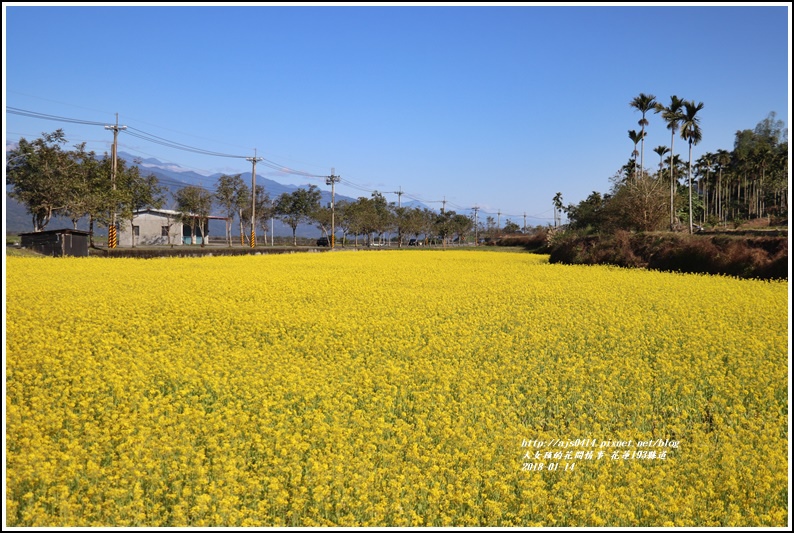 花蓮縣道193油菜花-2018-01-09.jpg