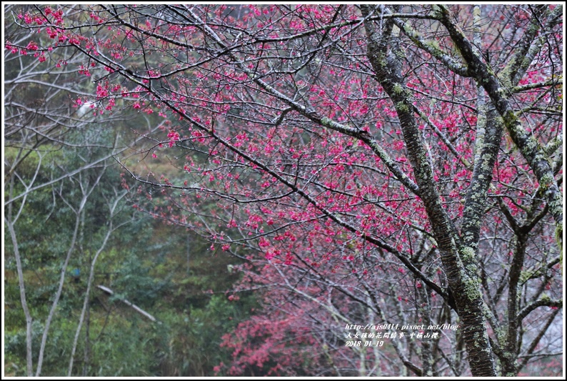 中橫櫻花-2018-01-06.jpg