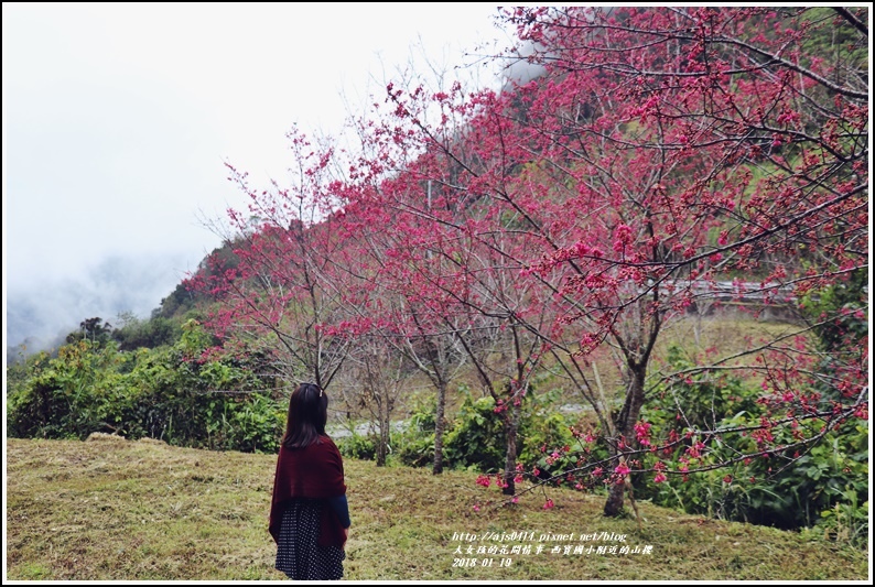 西寶國小附近櫻花-2018-01-03.jpg