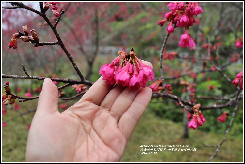 西寶國小附近櫻花-2018-01-05.jpg