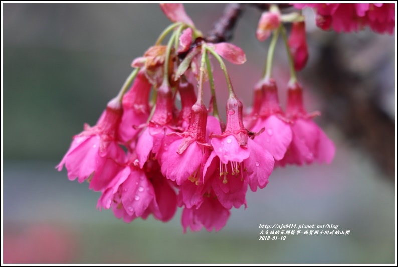 西寶國小附近櫻花-2018-01-11.jpg