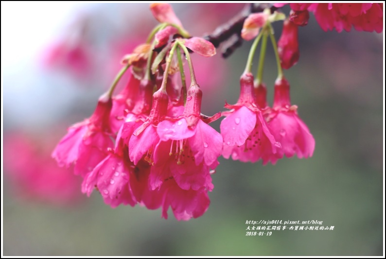 西寶國小附近櫻花-2018-01-12.jpg