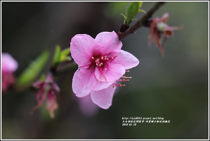 西寶國小附近櫻花-2018-01-14.jpg