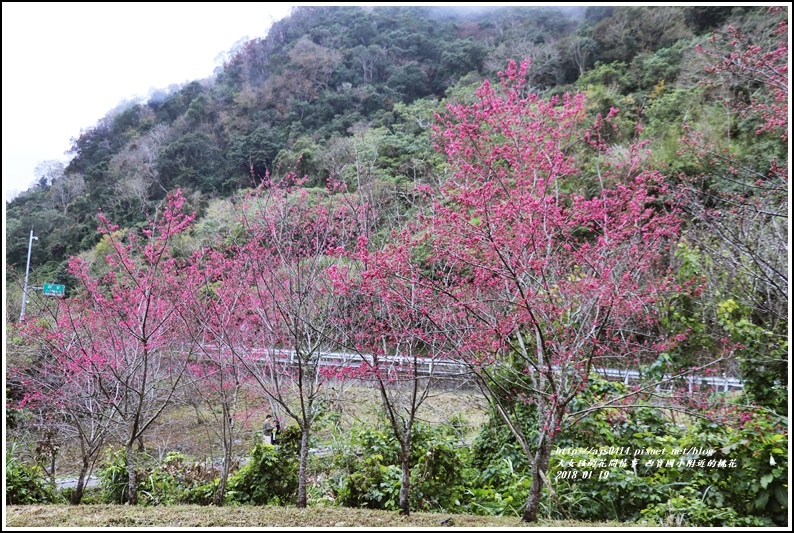 西寶國小附近櫻花-2018-01-18.jpg