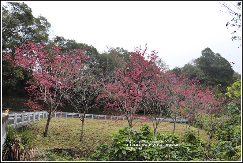 西寶國小附近櫻花-2018-01-20.jpg