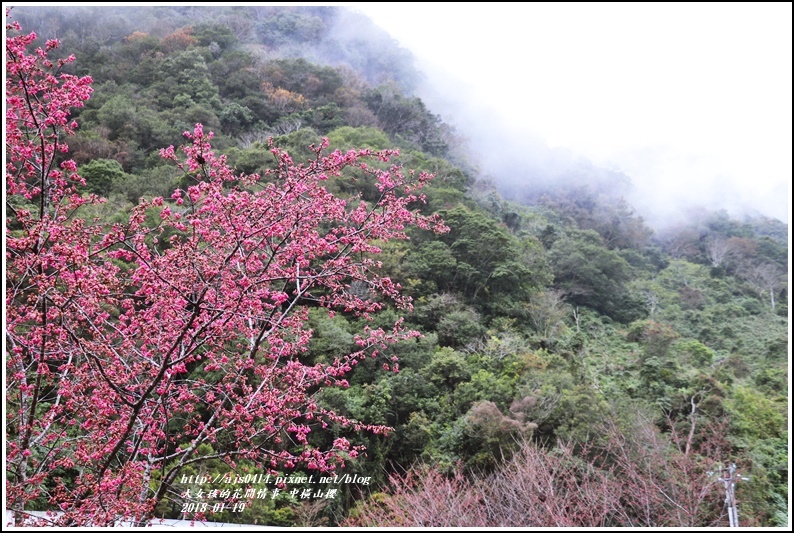 西寶國小附近櫻花-2018-01-21.jpg