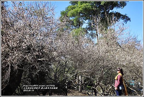 羅山瀑布(梅園)-2018-01-03.jpg