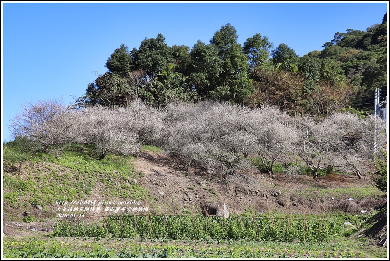 羅山瀑布(梅園)-2018-01-16.jpg